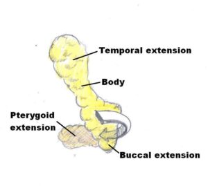 diagram of the buccal fat pad parts